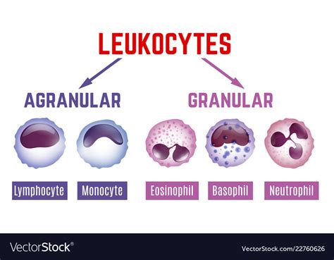 Clinical Lab 2 WBC ID Diagram | Quizlet