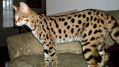 Savannah Cat Breeder - SeaSideHills Savannah Cats