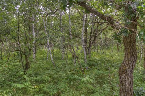 Birds Hill Provincial Park, Manitoba Stock Photo - Image of summer ...