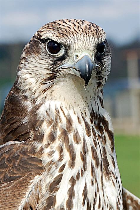 Woburn Abbey: Peregrine Falcon | Peregrine falcon, Pet birds, Birds of prey