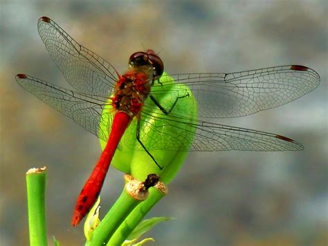 red dragonfly I by Nature-of-Decay on DeviantArt