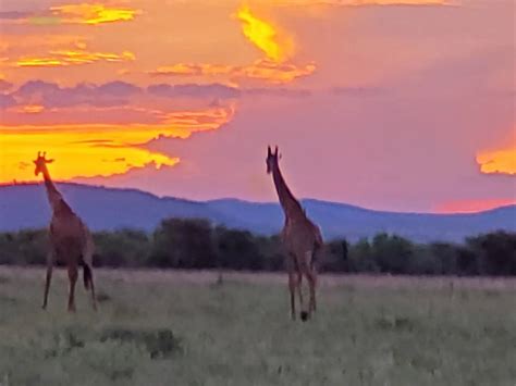 BUSHBUCK SAFARIS (Arusha) - All You Need to Know BEFORE You Go