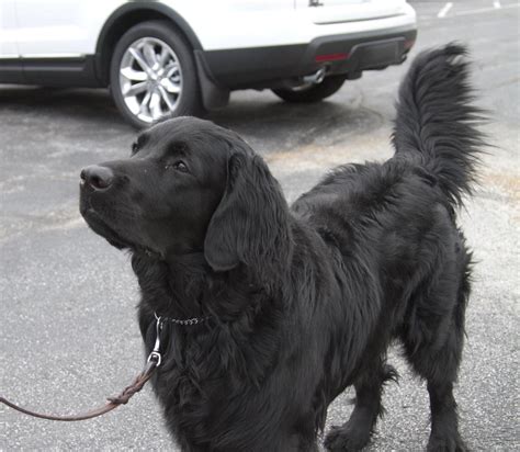 Long-coated Labradors