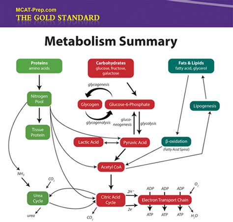 Metabolism summary | Biochemistry, Teaching biology, Science biology