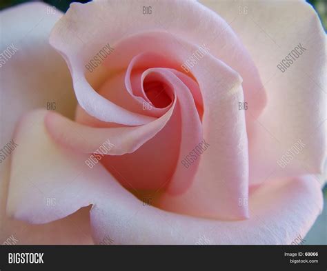 Perfect Pink 2 Image & Photo (Free Trial) | Bigstock