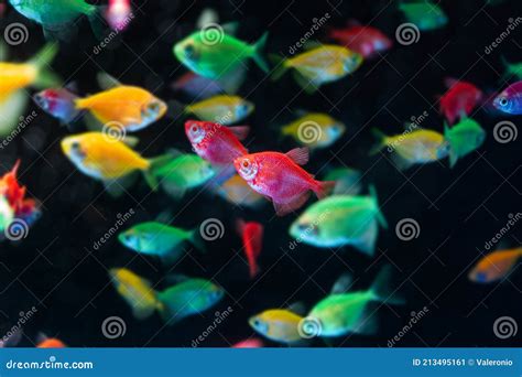 Neon Glowing Tetra Glofish Breed, Gymnocorymbus Ternetzi, Colorful ...