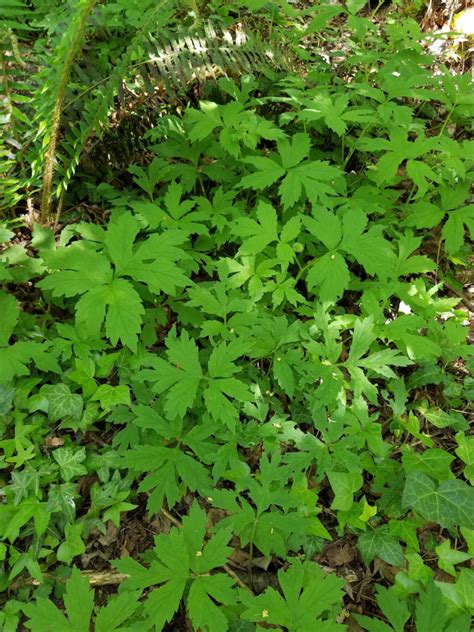 Pacific Waterleaf | Friends of Springbrook Park