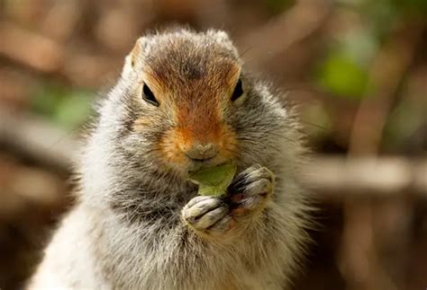 Arctic Ground Squirrel Facts for Kids - Education site