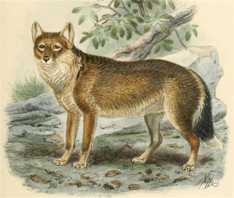 320-Year-Old Mystery of Falkland Islands Wolf Solved | Biology | Sci ...