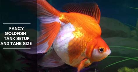 Fancy Goldfish - Tank Setup and Tank Size - The Aquarium Adviser