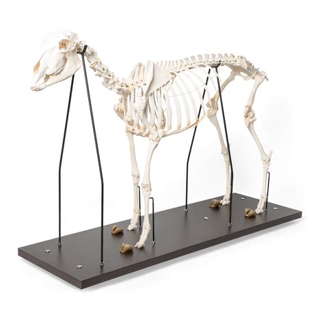 Domestic Sheep Skeleton (Ovis aries), Female, Specimen - 1021024 - T300361f - Farm Animals - 3B ...