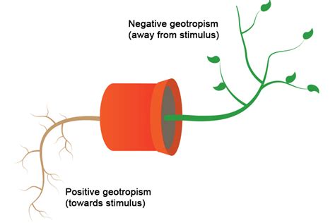 Positive and negative tropism are either towards and away