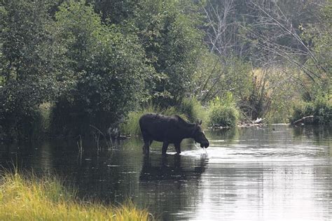 The Complete Grand Teton Wildlife Viewing Guide | Park Ranger John