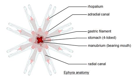 Jellyfish