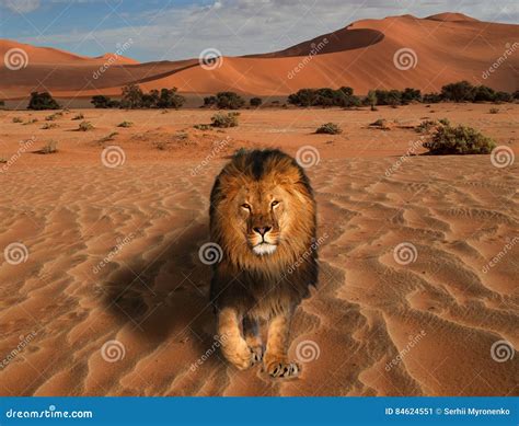 Lion Walking on the Desert at Sunset Great King of the Anima Stock Image - Image of dangerous ...