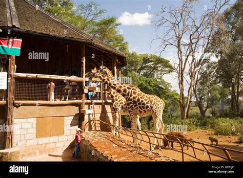 People feeding giraffes - Giraffe Centre - Nairobi, Kenya Stock Photo ...