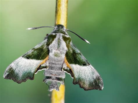 Willowherb Hawk-moth | Butterfly Conservation