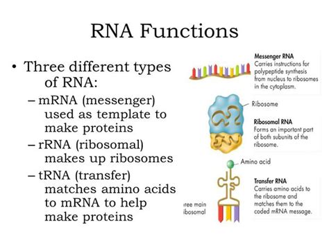 Do fungi have 16s rRNA? - Quora