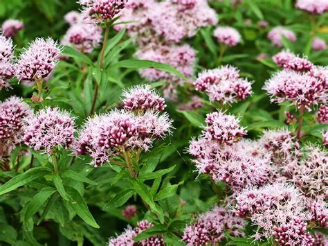 Valerian Flower [Complete Guide] | Family Food Garden