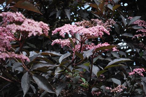 Sambucus Black Beauty. Shrubs for Sale UK. Letsgoplanting.co.uk