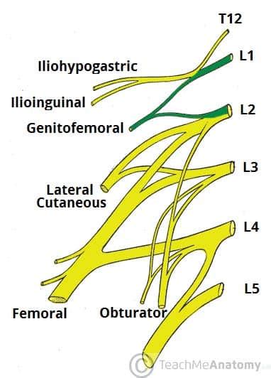 The Lumbar Plexus - Spinal Nerves - Branches - TeachMeAnatomy