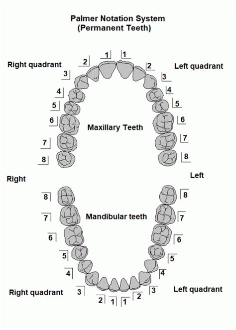 Universal Dental Notation Tooth Number Chart Teeth Numbering Chart | My ...