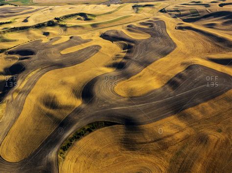 Aerial of harvest in the rolling hills of the Palouse stock photo - OFFSET