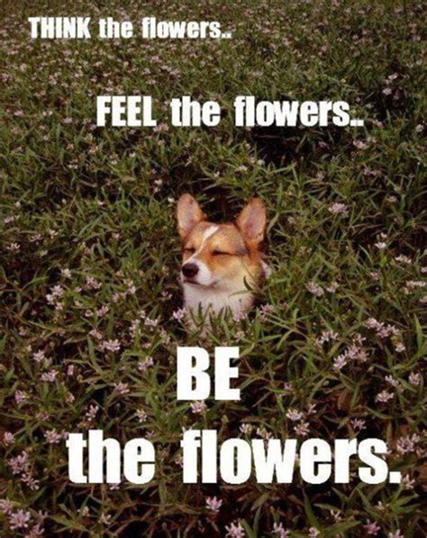 Flower - Meme by 120Usa :) Memedroid