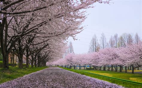 Cherry Blossom Tree Desktop Wallpapers - Top Free Cherry Blossom Tree ...