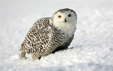 Snowy Owl Wallpapers - Wallpaper Cave