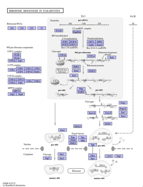 KEGG PATHWAY: Ribosome biogenesis in eukaryotes