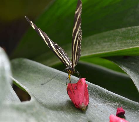 Tropical Butterfly Exhibit | Butterfly exhibit, Tucson botanical ...