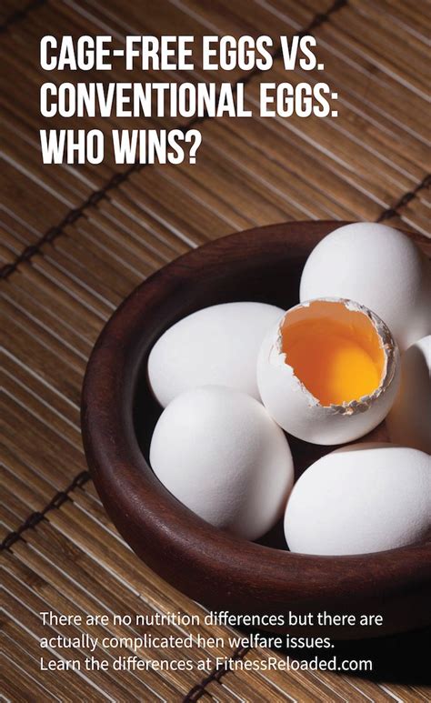 Cage-Free Eggs Vs. Regular Eggs: Who Wins? | Cage free eggs, Eggs, Nutrition