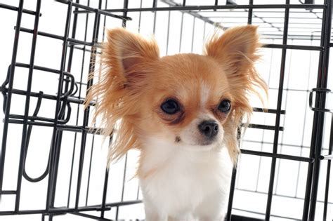 How To Stop Your Puppy Whining In Crate At Night - Ultimate Pet Nutrition