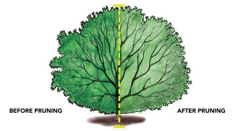 How to Prune Hollies - Fine Gardening