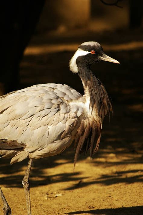 Large water birds stock image. Image of carefully, asia - 79661203