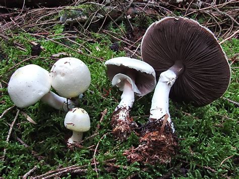 Agaricus silvicola