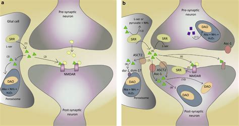 Synaptic regulation and D-amino acid oxidase (DAO) catabolism of ...