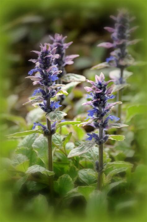 Ajuga Flowers | Flowers, Planting flowers, Outdoor gardens