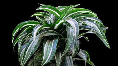 Dracaena "Janet Craig" Care — Your One-stop Guide