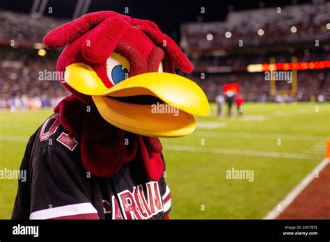 Gamecocks mascot hi-res stock photography and images - Alamy