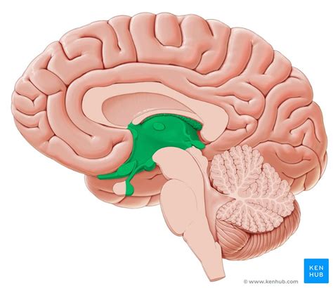 Diencéfalo: Anatomía y función | Kenhub