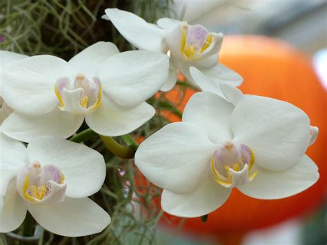 Phalaenopsis aphrodite | Cultivated, Missouri Botanical Gard… | Flickr