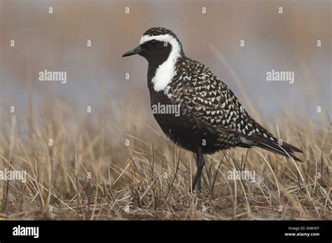 American Golden Plover - Pluvialis dominica - Breeding Male Stock Photo - Alamy