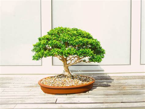 Bonsai Tree Guide | Our House Plants