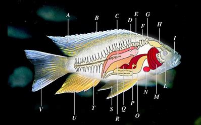 Ray-Finned Fish | Encyclopedia MDPI