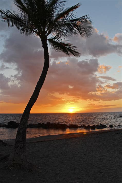 Palm tree at sunset, Kawaihae, Hawaii [OC][3330x4996] : r/EarthPorn