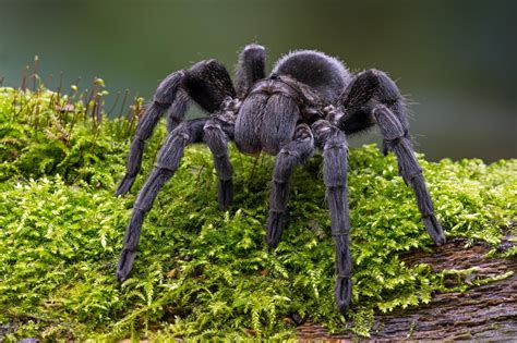 What is the calmest tarantula?