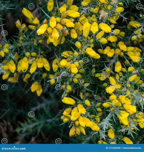 Yellow Flowers Ulex Europaeus, Commonly Known As Gorse, Furze or Whin. Flowering Plant with ...