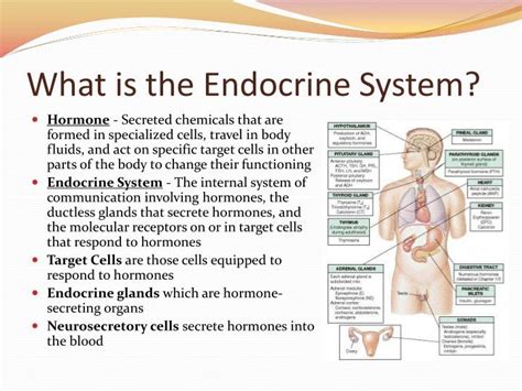 PPT - Chapter 45: Hormones and the Endocrine System PowerPoint ...